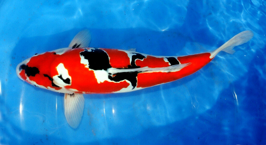 10 Most Expensive Koi Fish in the World (With Pictures) | Hepper Pet ...