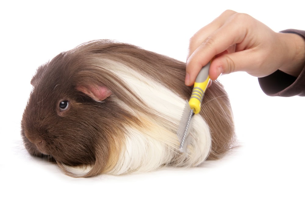 Domestic Guinea Pig pet being brushed isolated on a white background