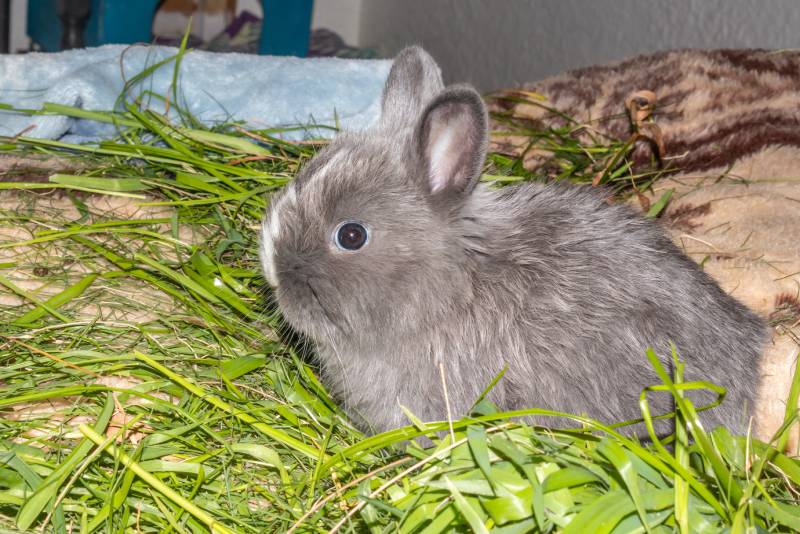 Domestic white and grey baby Jersey Wooly rabbit eating