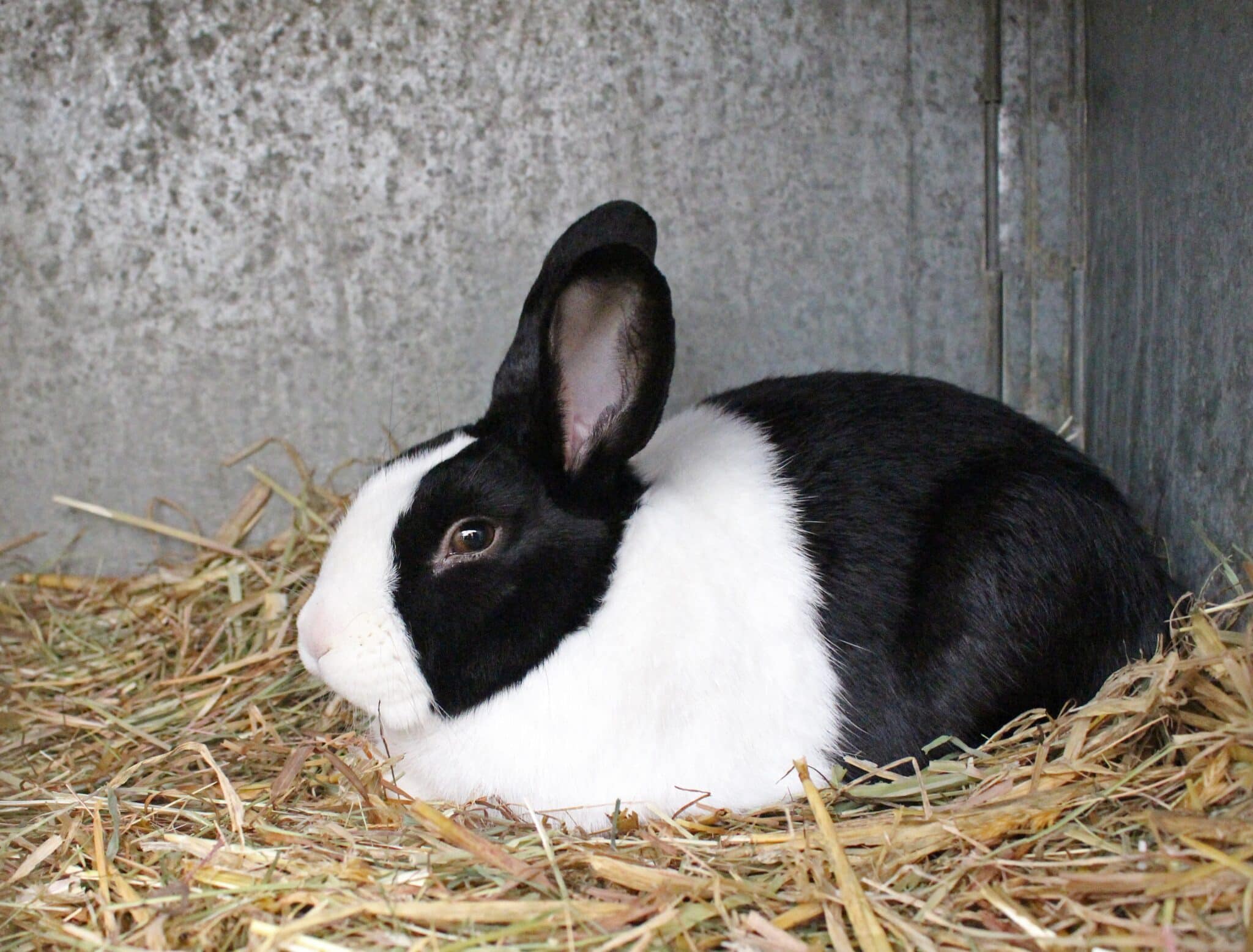 Dutch Rabbit: Pictures, Care Guide, Lifespan & Traits | Hepper Pet ...