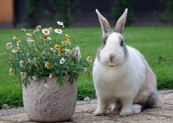 Dutch Rabbit: Pictures, Care Guide, Lifespan & Traits | Hepper Pet ...