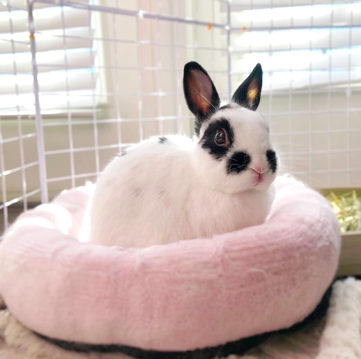 Dwarf English Spot in their bed in a cage