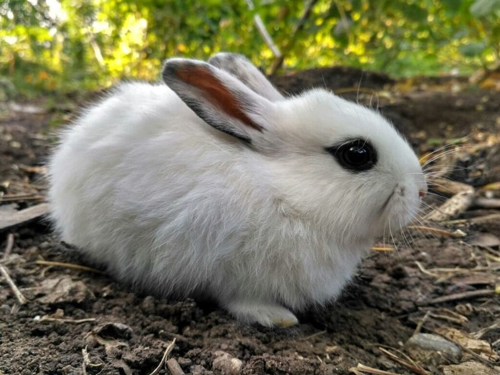Dwarf Hotot rabbit on the ground