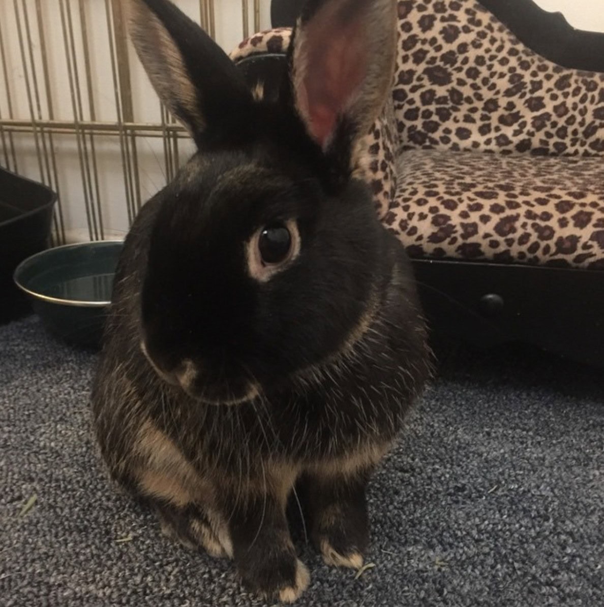 Dwarf Silver Marten standing on a carpet