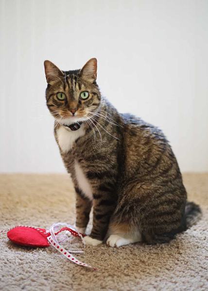 Easy to Make Jellyfish DIY Catnip Toys