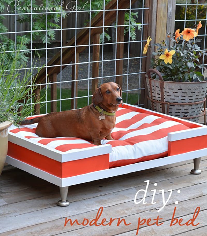 Elevated Modern Pet Bed by Centsational Style