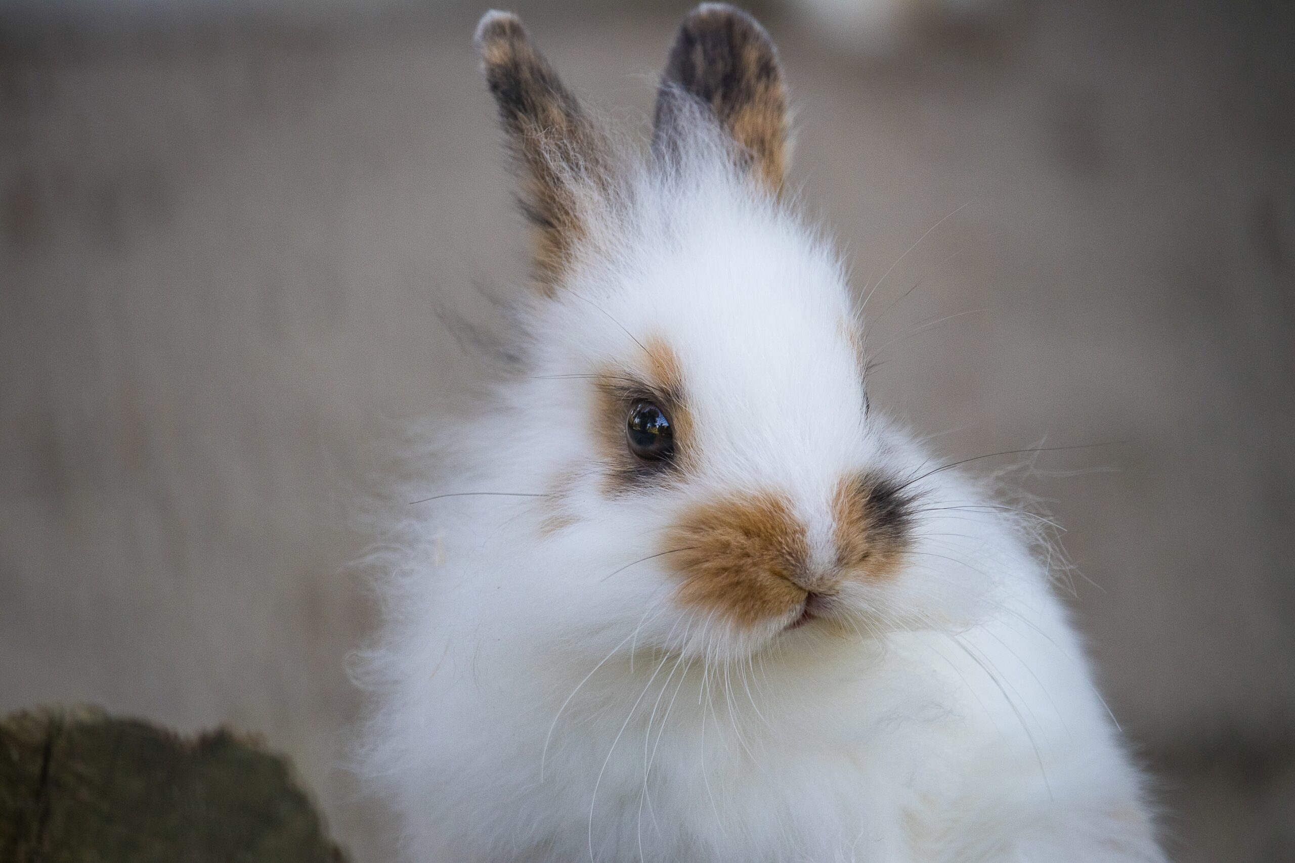 English Angora