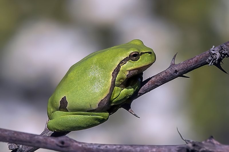 European tree frog (Hyla arborea)