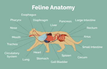 Cat Anatomy Basics: 9 Essential Feline Body Parts | Hepper Pet Resources