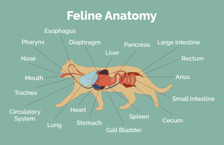 Cat Anatomy Basics: 9 Essential Feline Body Parts | Hepper Pet Resources