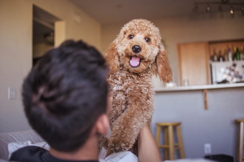 Goldendoodle Puppy Excited Happy Face with the man
