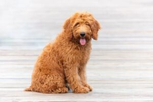 Red Goldendoodle: Pictures, Facts & History | Hepper Pet Resources