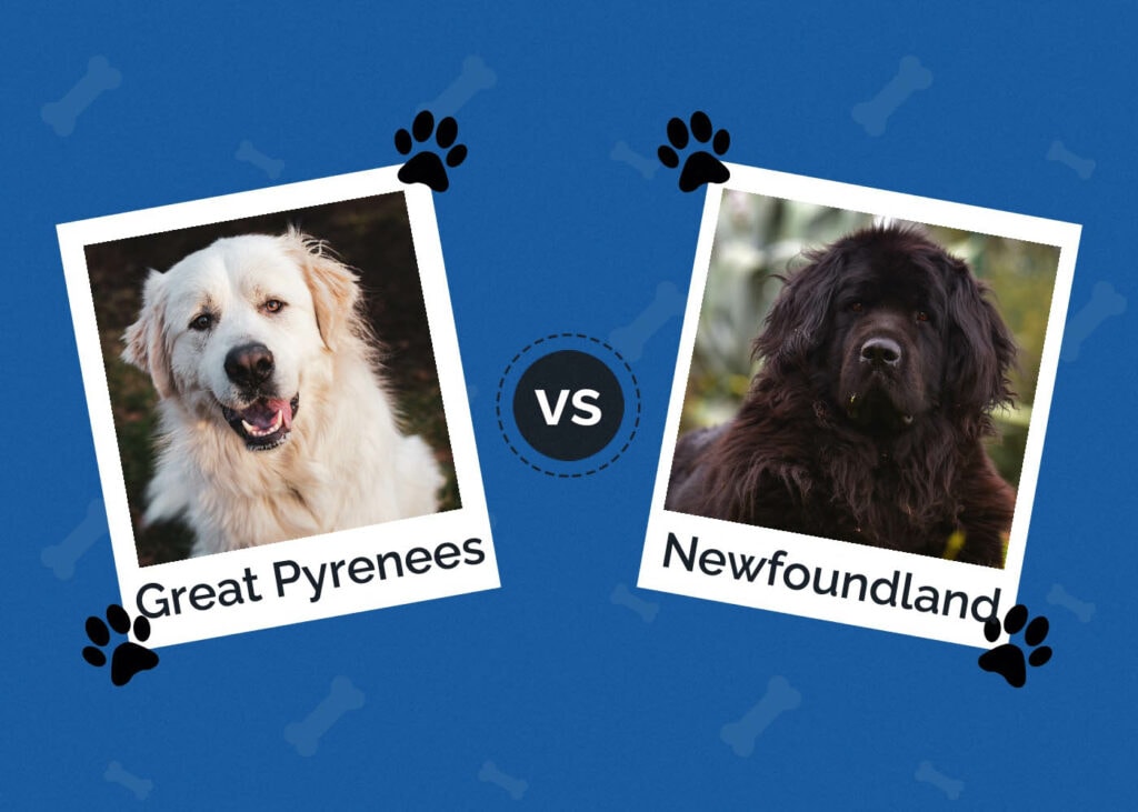 Great Pyrenees vs Newfoundland