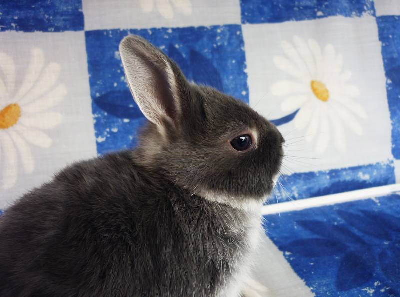 Grey bunny of silver fox breed