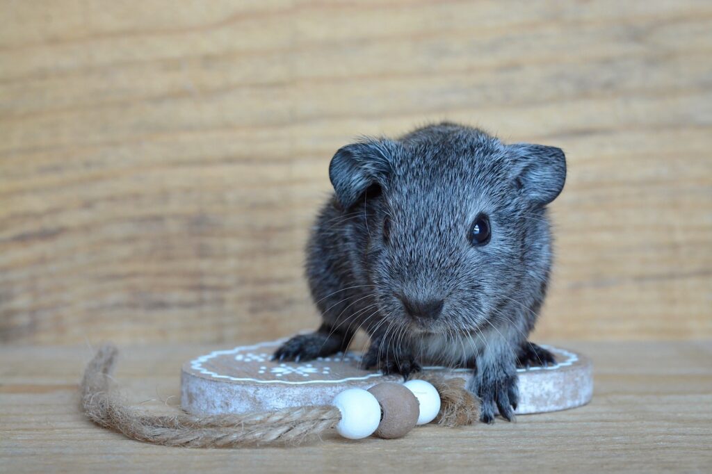 Guinea Pig baby