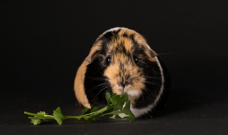 View of Can Guinea Pigs Eat Cauliflower? Vet Reviewed Nutrition Facts & FAQ ...