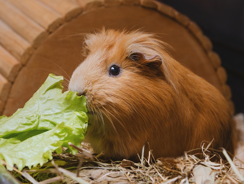 Guinea Pigs Eat Lettuce