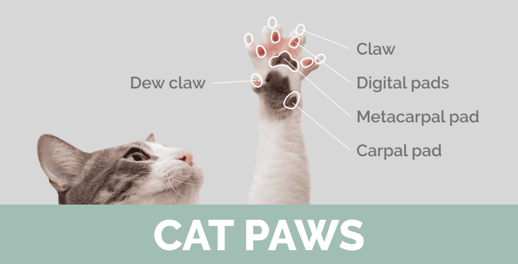 Cat Paws