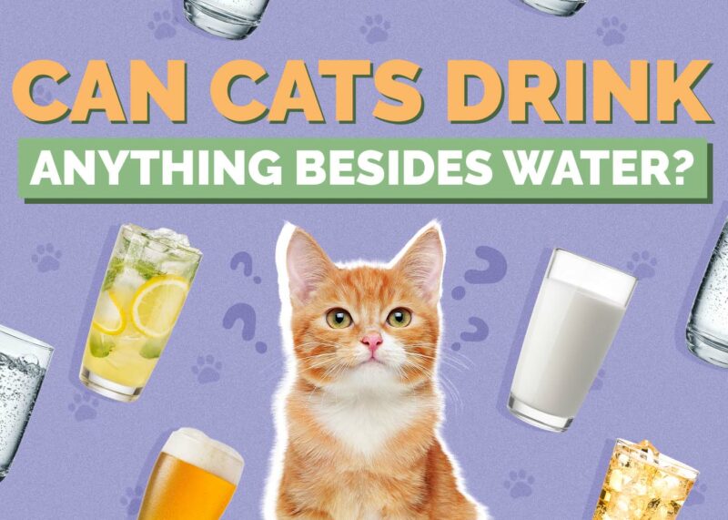 Hepper_Can Cats Drink_Anything Besides Water