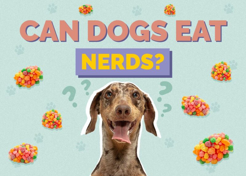 Hepper_Can Dogs Eat_Nerds