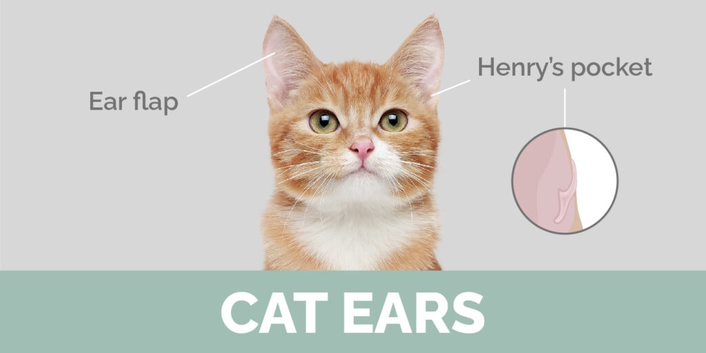 cat ears