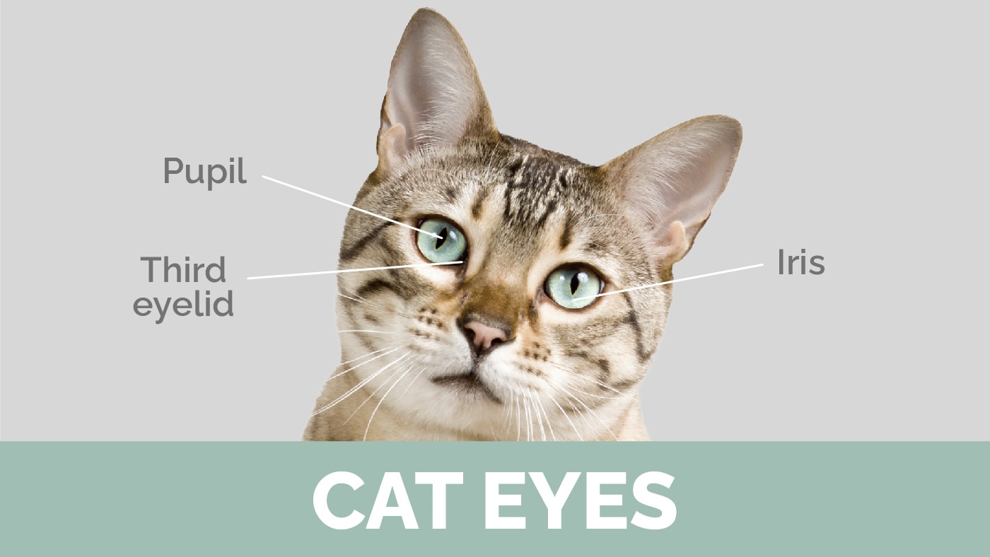 Hepper_Cat Anatomy Basics_Eyes