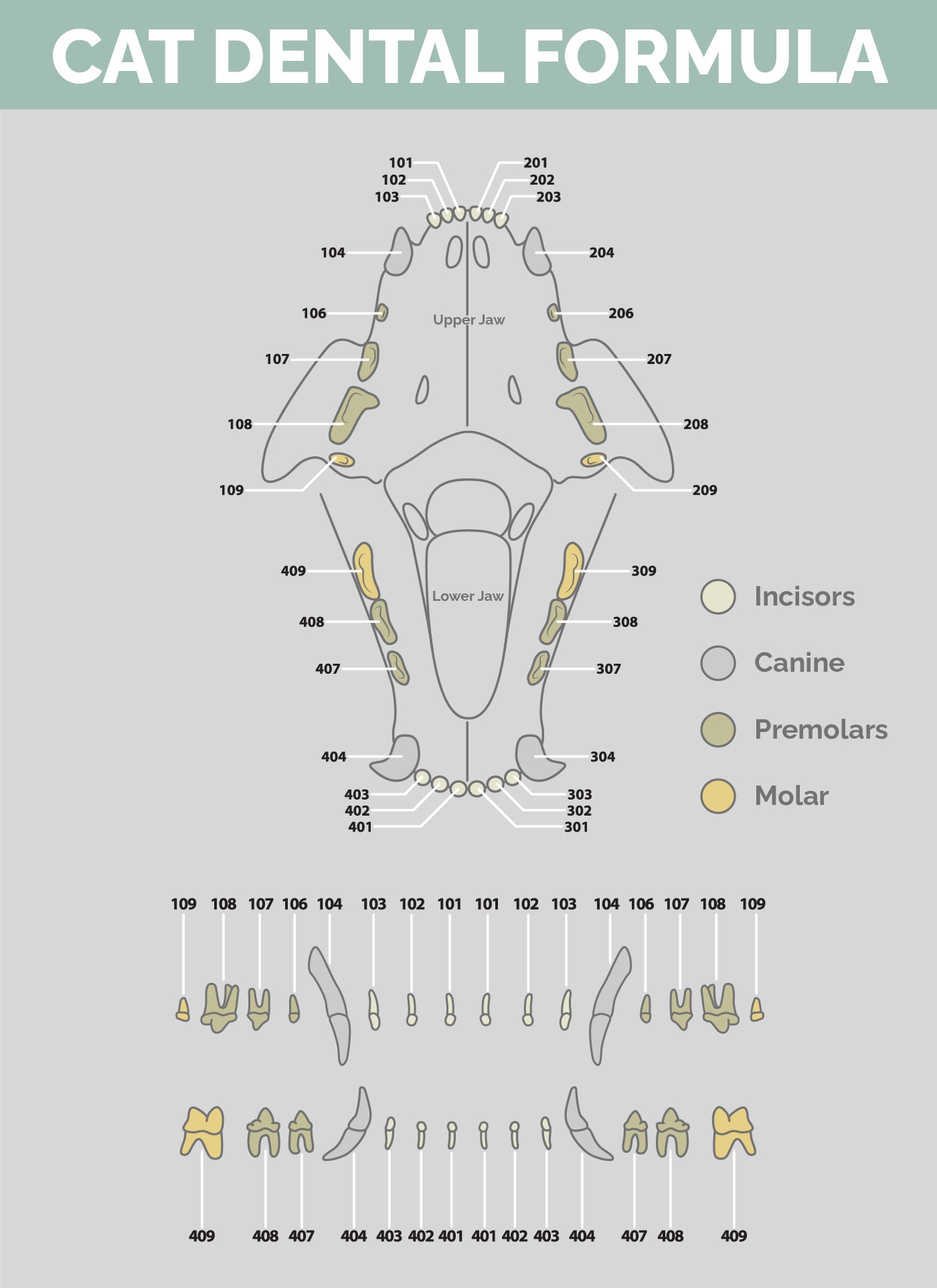 Hepper_Cat Anatomy Basics_Teeth