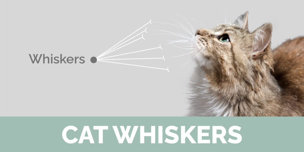cat whiskers