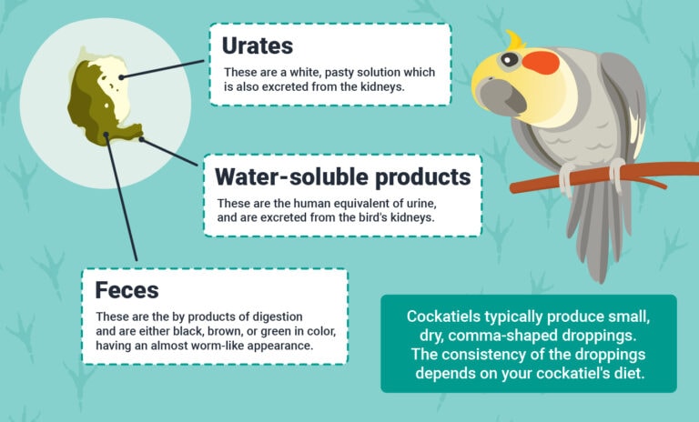 Cockatiel Poop Chart: Vet-Reviewed Signs to Look For (With Infographic ...