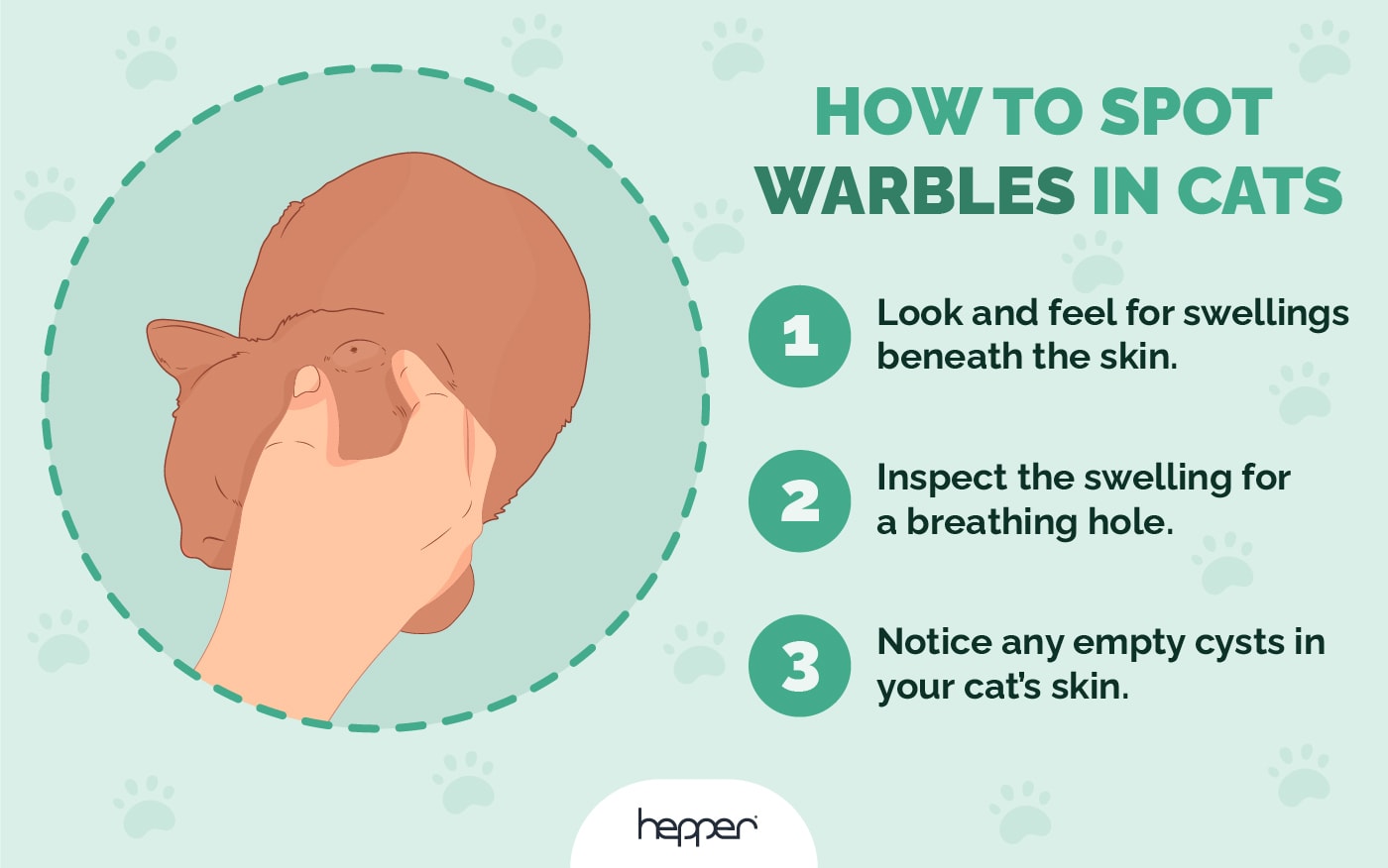 warbles in cats _ how to identify them