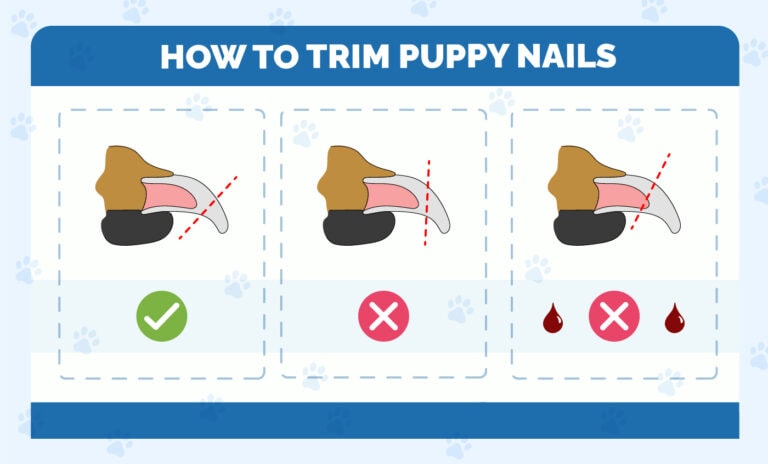 Thumbnail for Trimming Puppy Nails Without Anesthesia