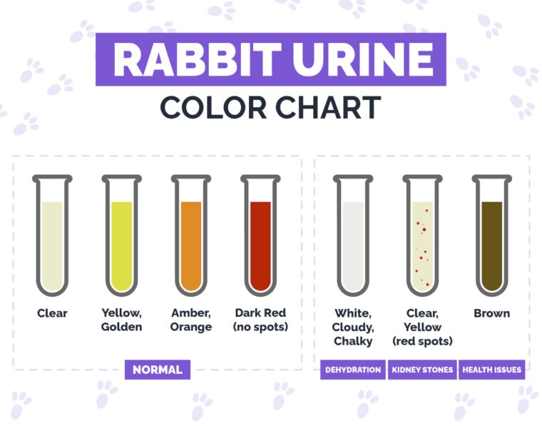 Rabbit Urine Color Guide Vet Verified Causes Recommendations 