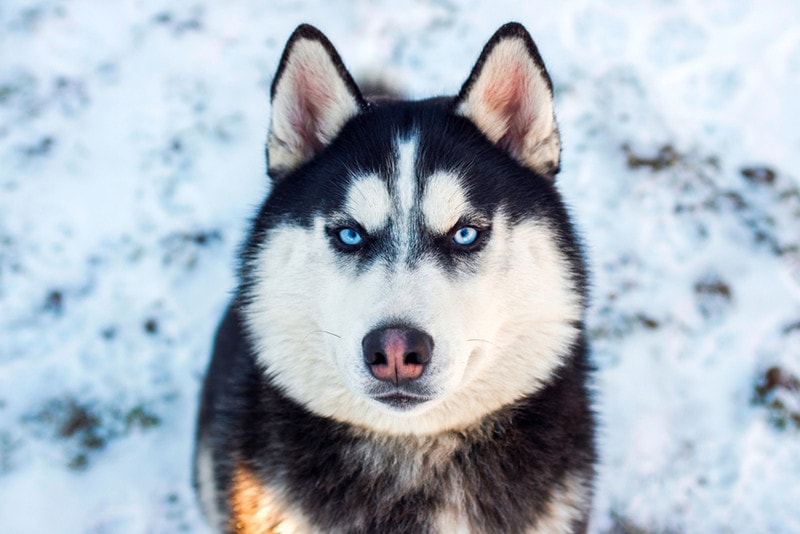 Husky with dog snow nose