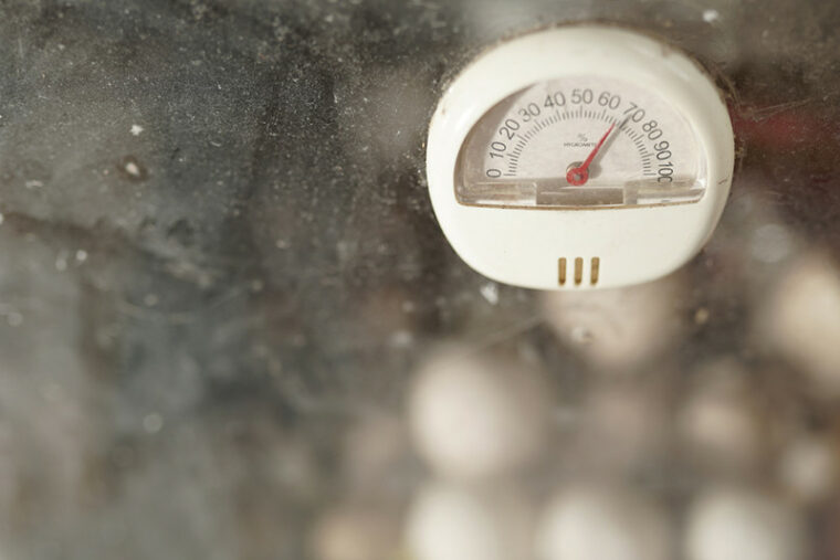 How to Incubate Bearded Dragon Eggs: 7 Vet Approved Tips | Hepper Pet