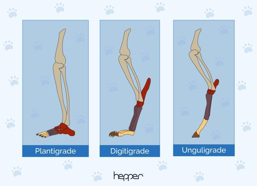 Type of foot postures infographic