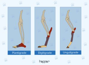 What Does Digitigrade Mean? Vet-Approved Explanation (With Infographic ...