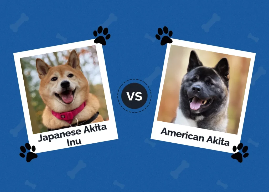 Japanese Akita Inu vs American Akita - Featured Image