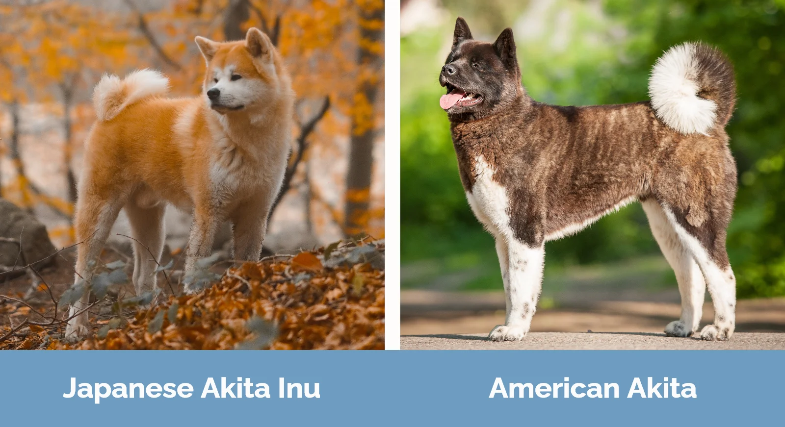 Japanese Akita Inu vs American Akita - Visual Differences