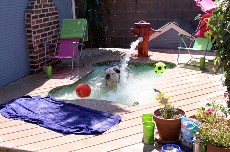 Kiddie Pool DIY Dog Bathtub from Healthy Paws