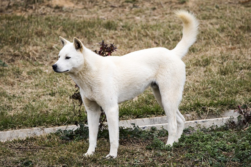 Korean Jindo dog