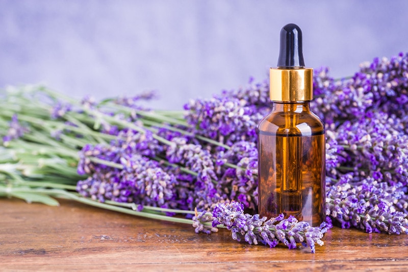 Lavender essential oils