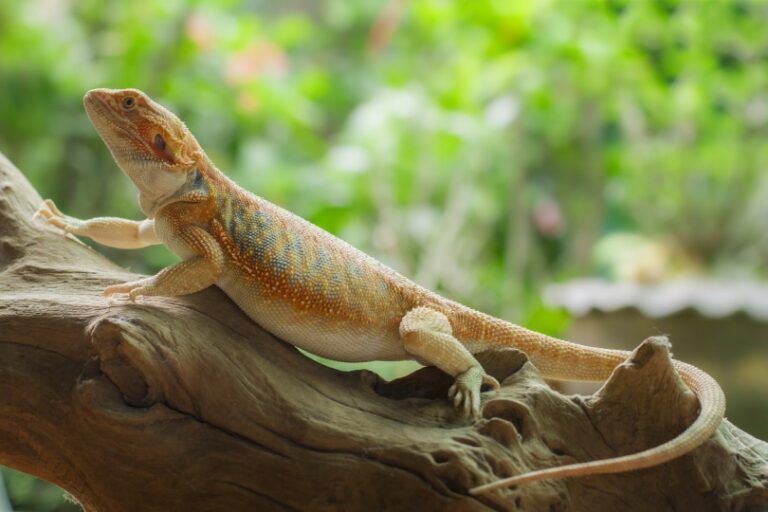 Leather Back Bearded Dragons Info Pictures Habitat Care Guide Leather Back Bearded Dragons Info Pictures Habitat Care Guide