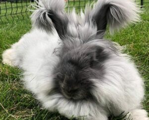 14 Long Haired Rabbit Breeds (With Info & Pictures) | Hepper Pet Resources