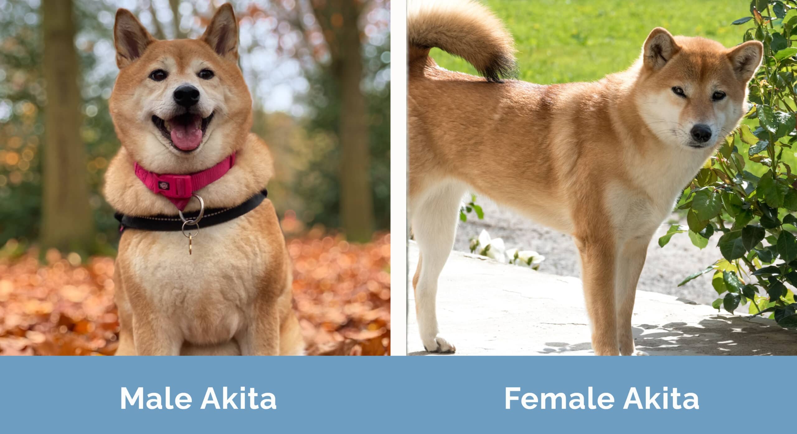 Male vs Female Akita Inu Dog side by side