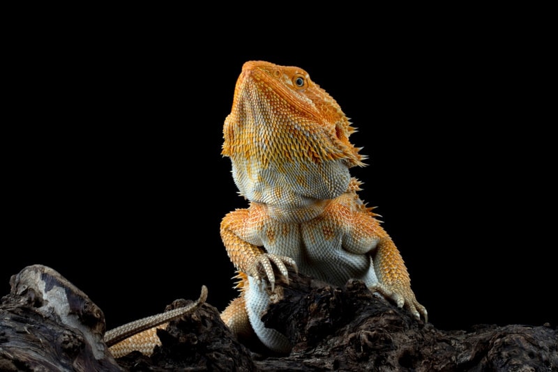 Male bearded dragon standing on a roc