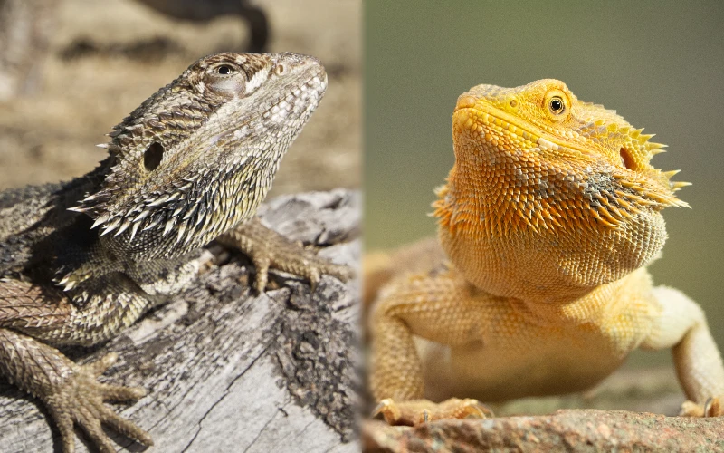 Male vs Female Bearded Dragon - Visual Differences