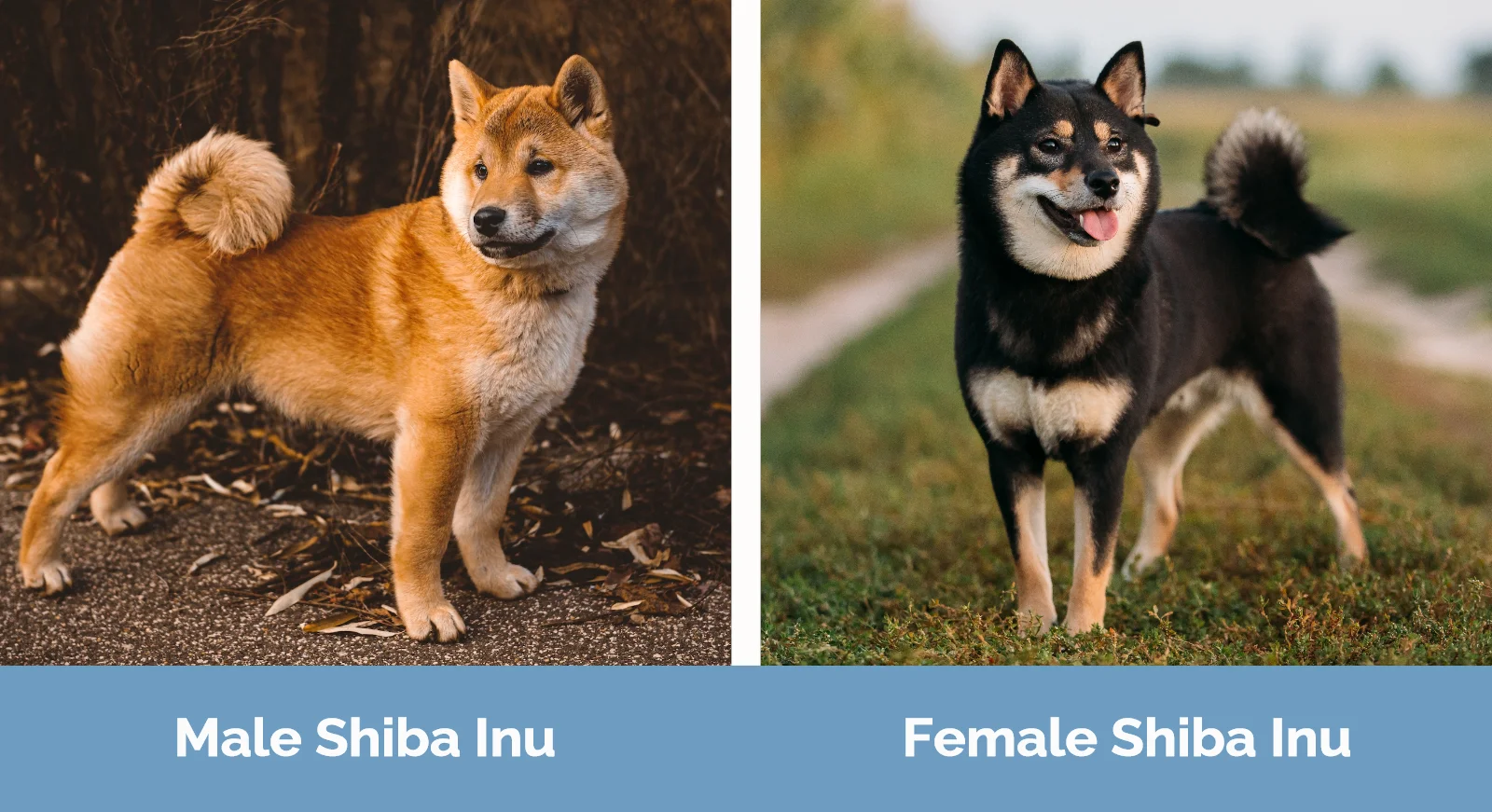 Male vs Female Shiba Inu - Visual Differences
