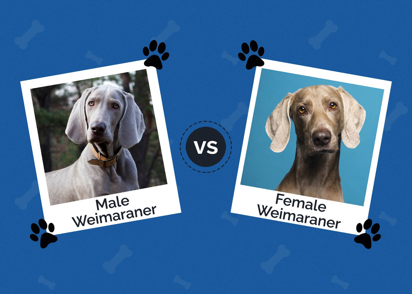 Male vs Female Weimaraner