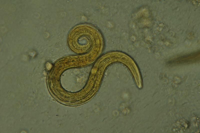 Microscopic parasites in cats (Aelurostrongylus abstrusus)