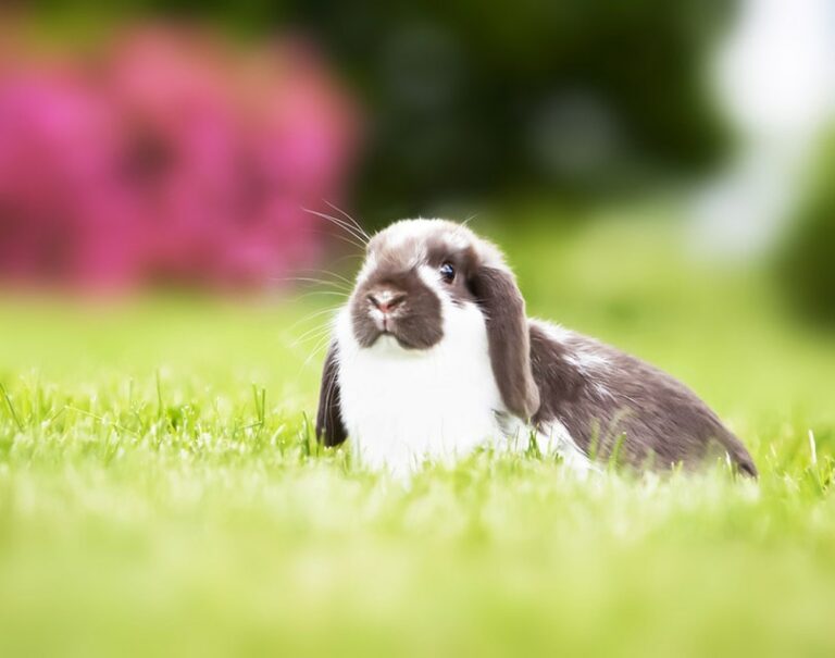 How Much Do Mini Lop Rabbits Cost? 2025 Price Update | Hepper Pet Resources